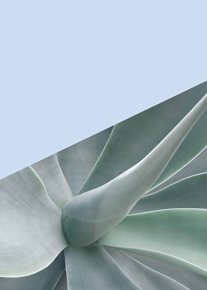 Minimalist botanical VII