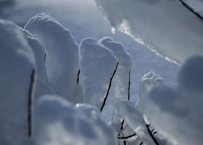 Freezed wood