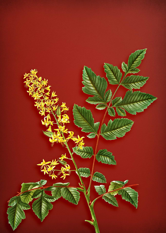 Golden Rain Tree on Red