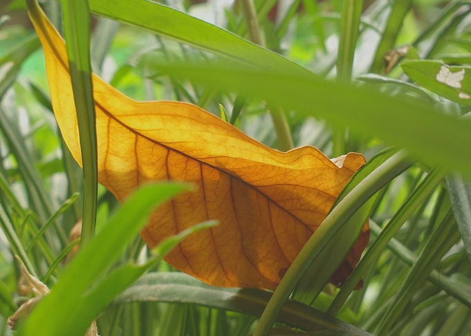 Dry Orange
