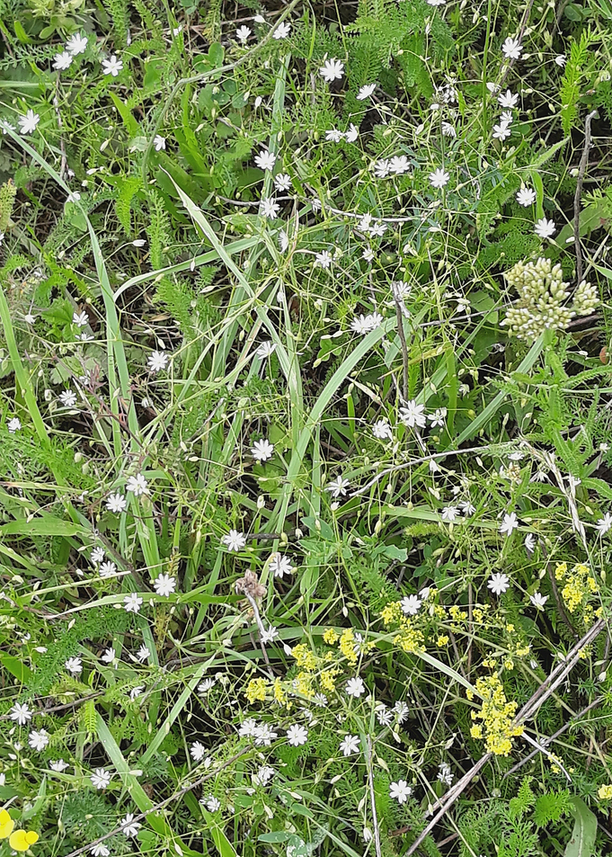 Wildflower carpet