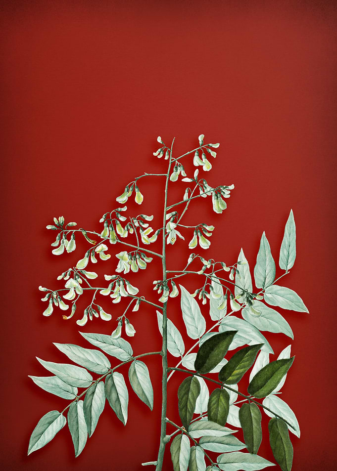 Japanese Pagoda Tree Red