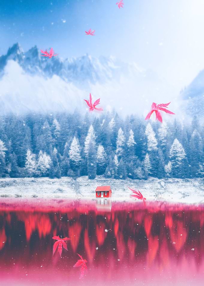 Enchanted Forest