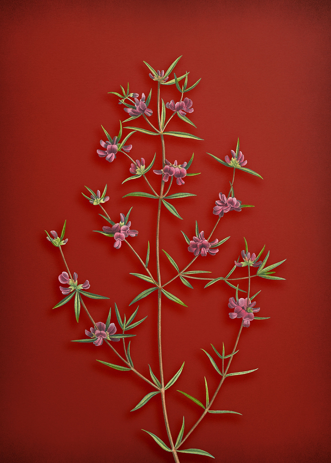 Heath Mirbelia on Red