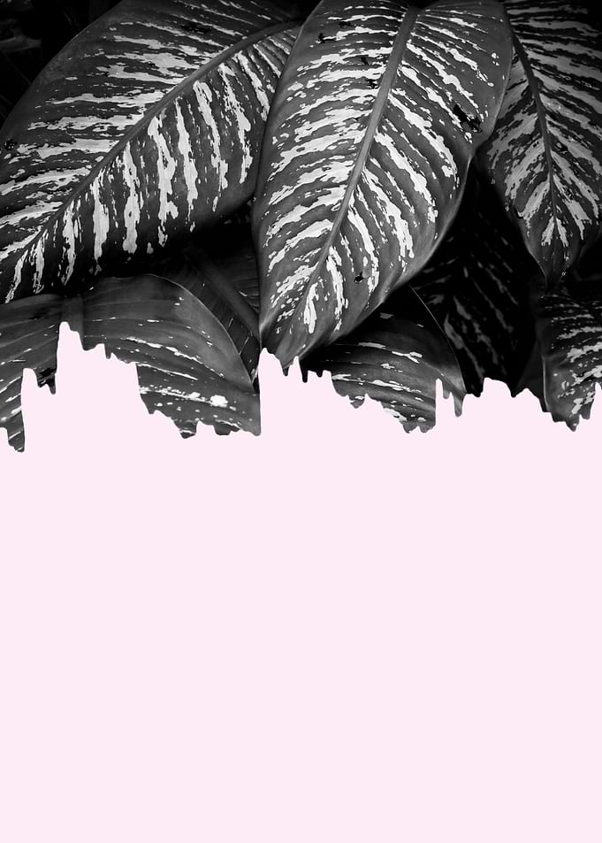 Minimalist botanical XII