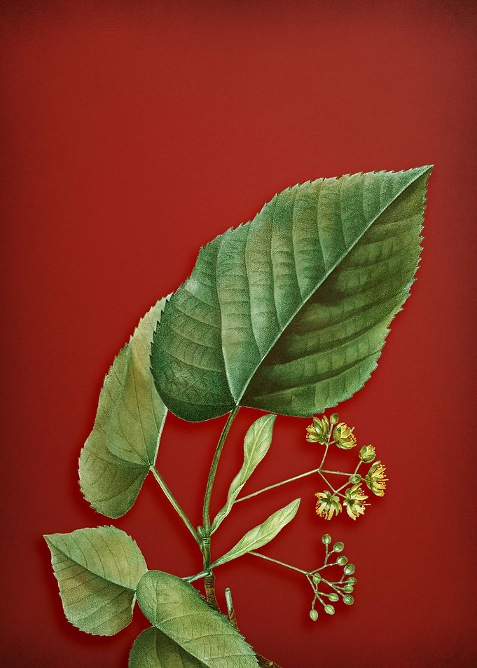 Linden Tree Branch on Red