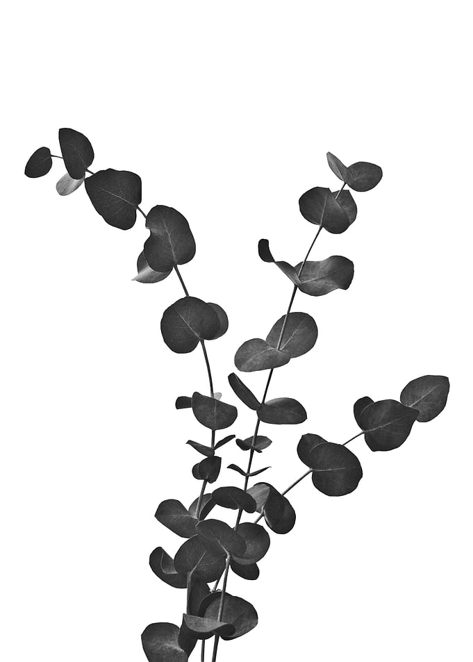 Eucalyptus Dream 3