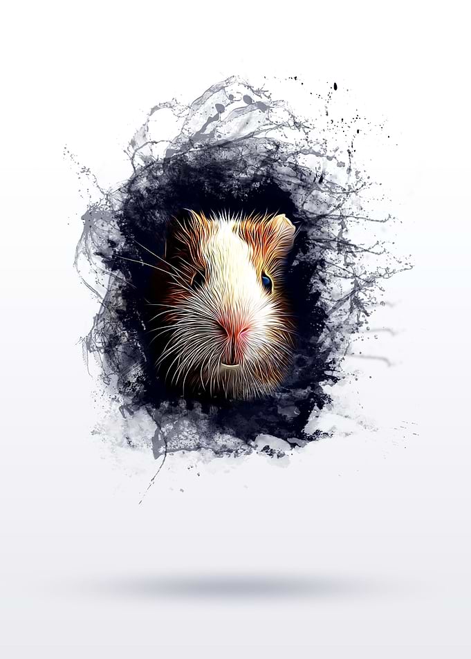 GUINEA PIG