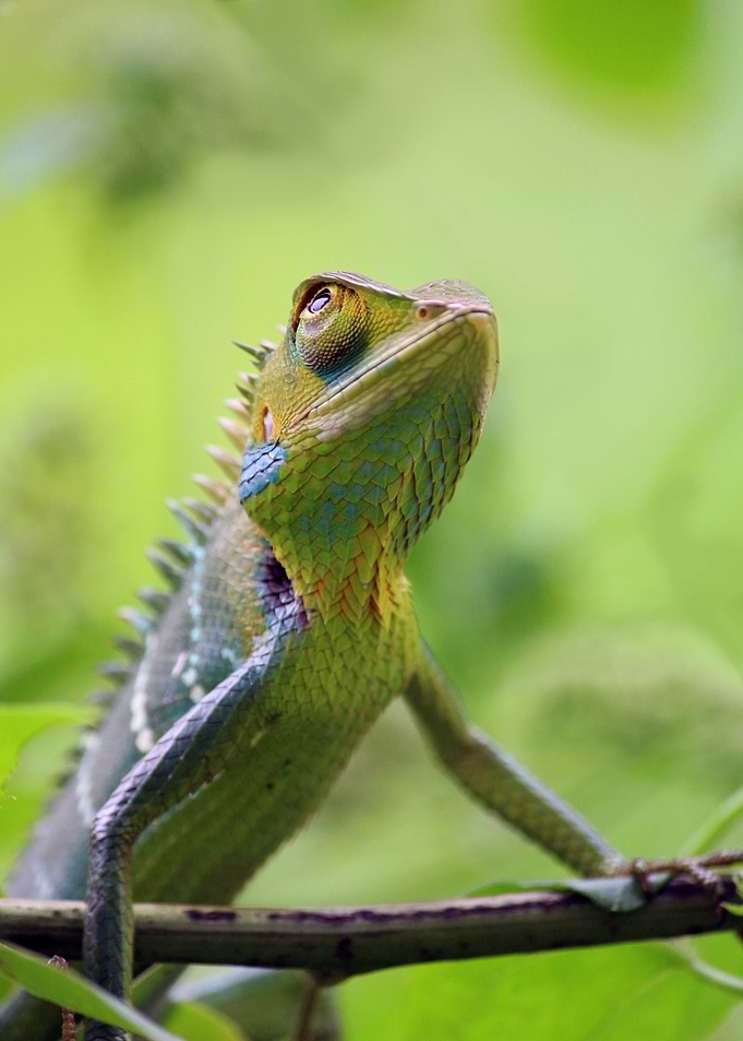 tree lizard green