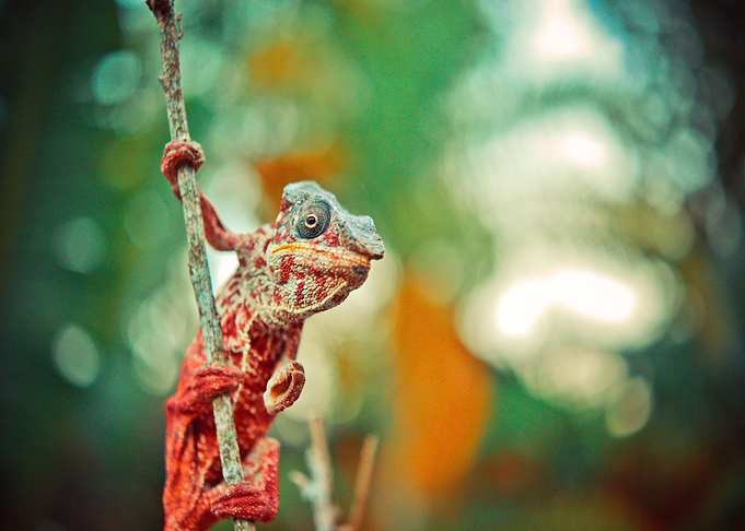 orange white lizard