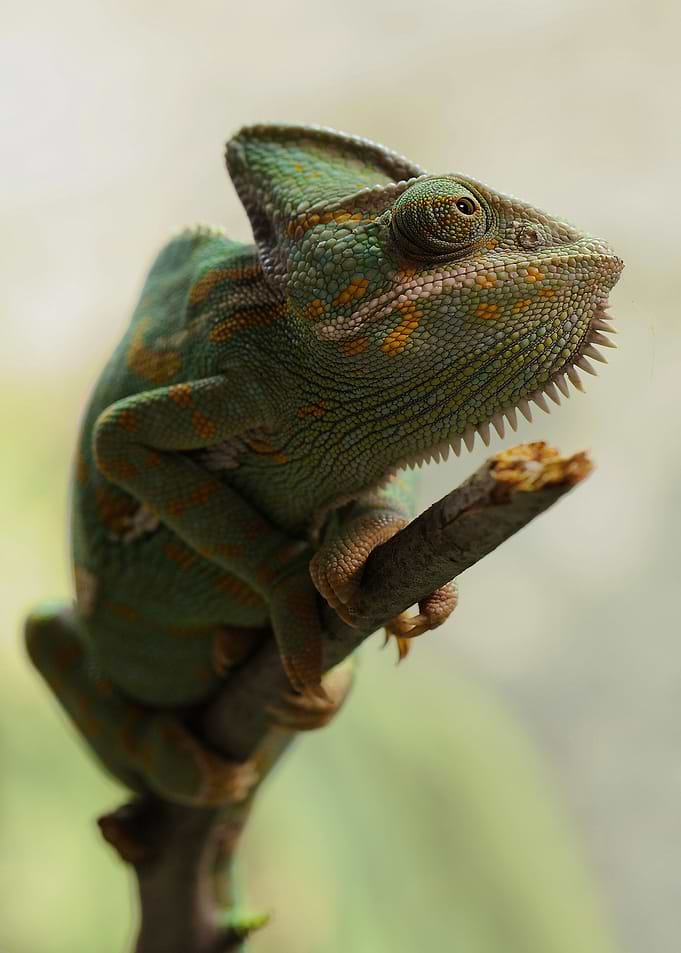 green lizard