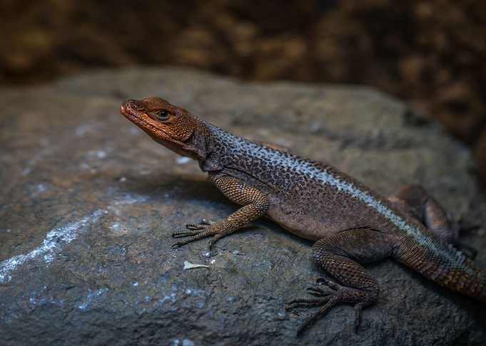 black orange lizard