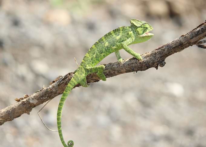 tree green lizard
