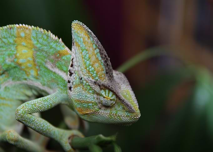 yellow lizard