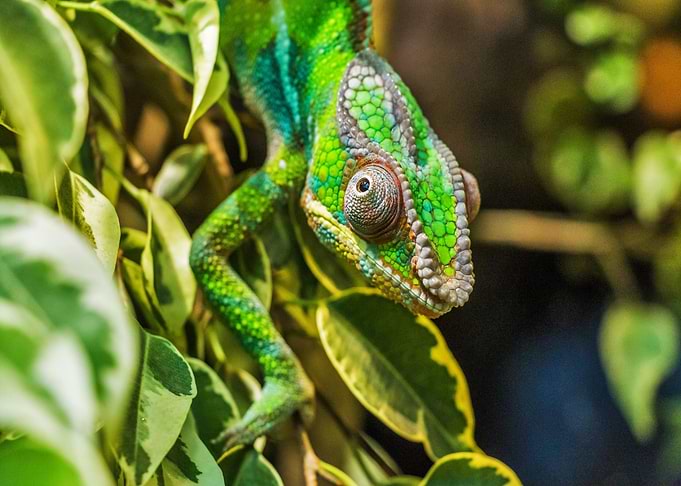 green lizard tree