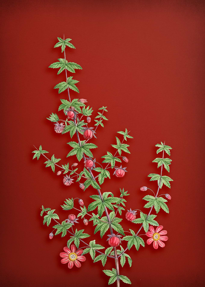 Madder Leaf Bauera on Red