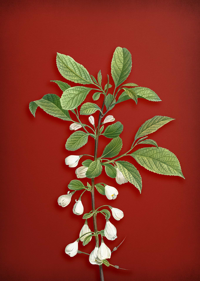 Mountain Silverbell on Red