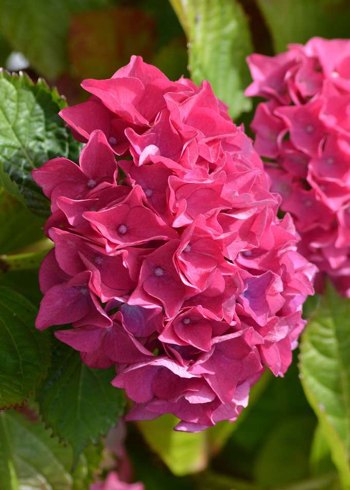 Red Pink Cluster