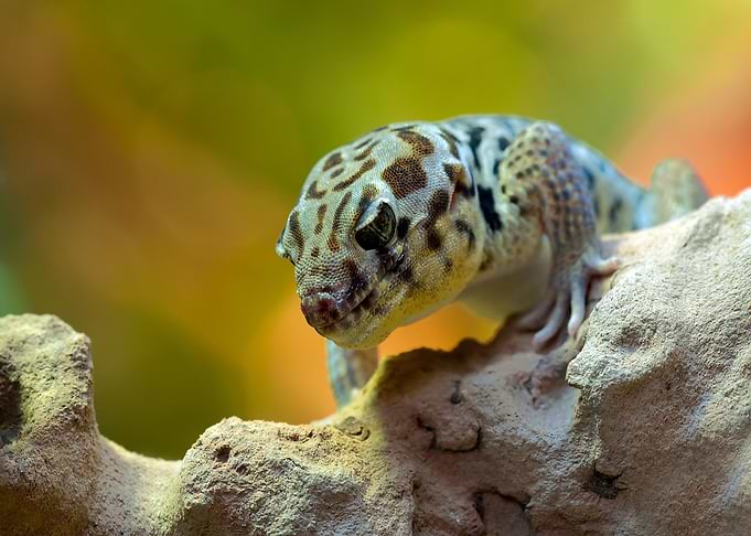 black white lizard