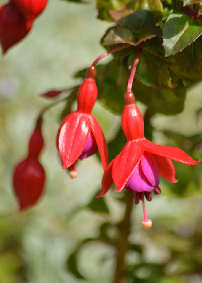 Fuchsia One