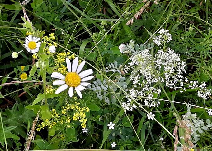 Wildflowers