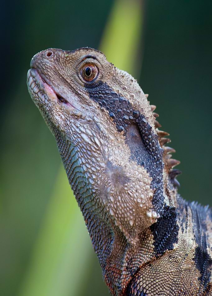 black lizard