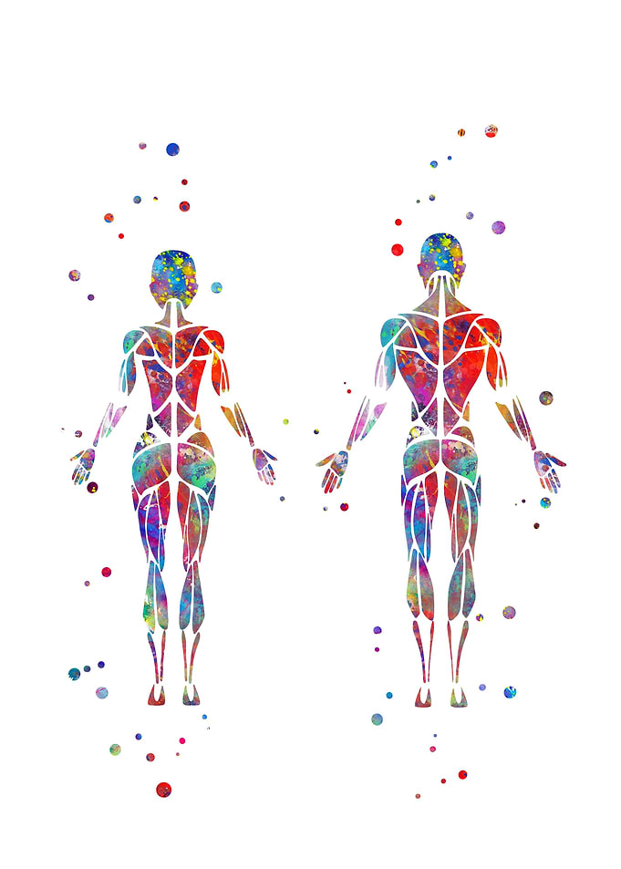 Muscular System