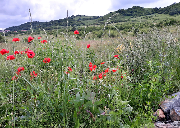 July field
