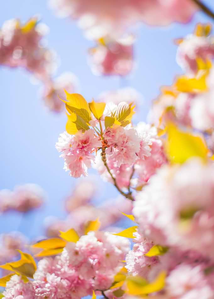 Blossom of a cherry tree