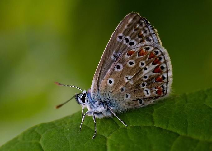 Butterfly macro