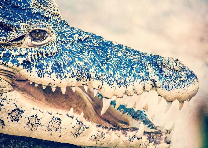 crocodile open
