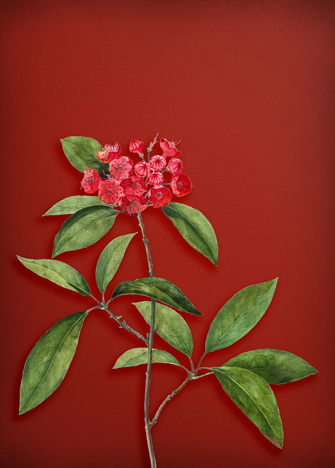 Mountain Laurel on Red