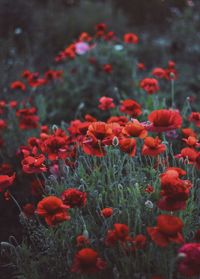 red poppy