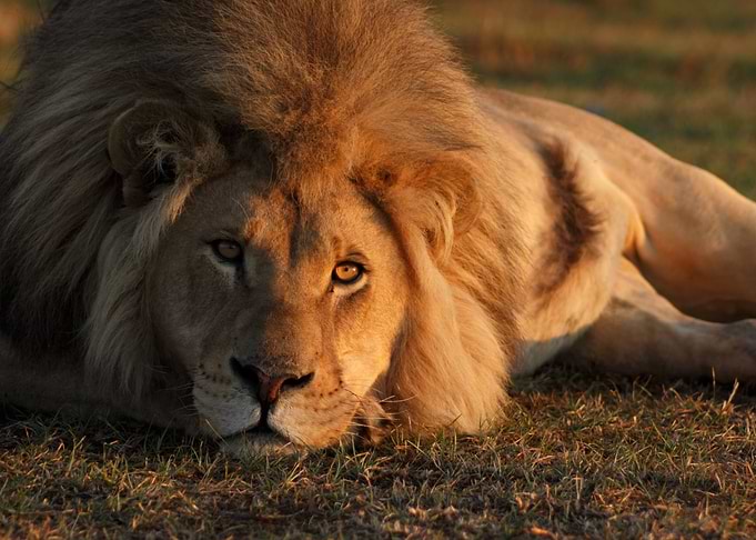Lion painting
