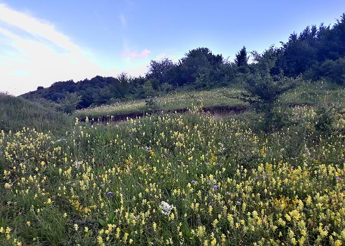 HILLS IN SUMMER