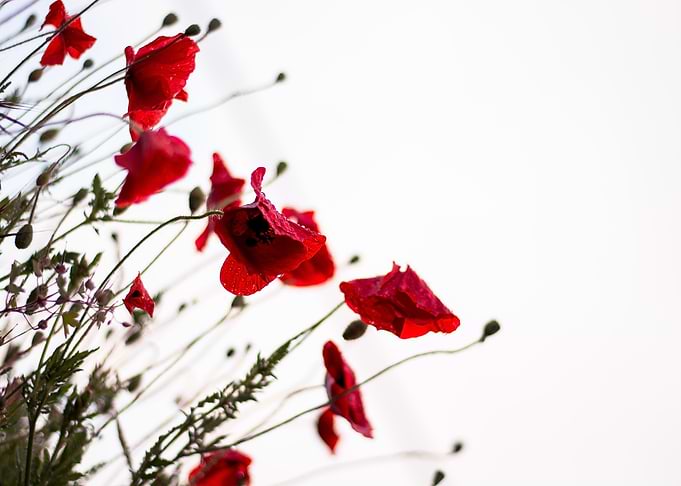 red poppy blossom