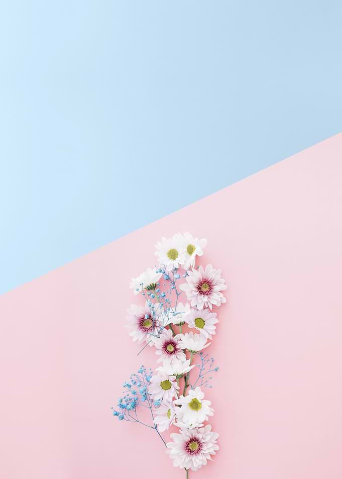 Minimalist botanical XIII