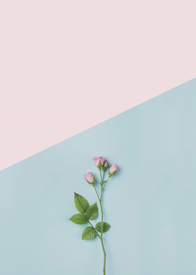 Minimalist botanical XI