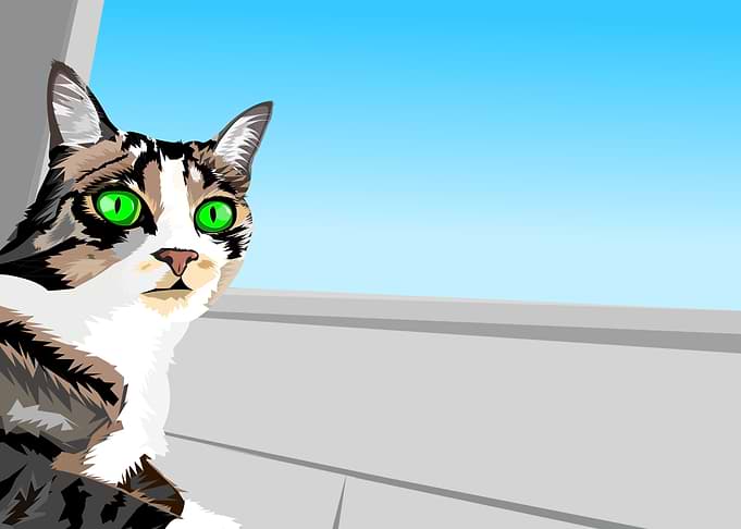Nouille The Cat