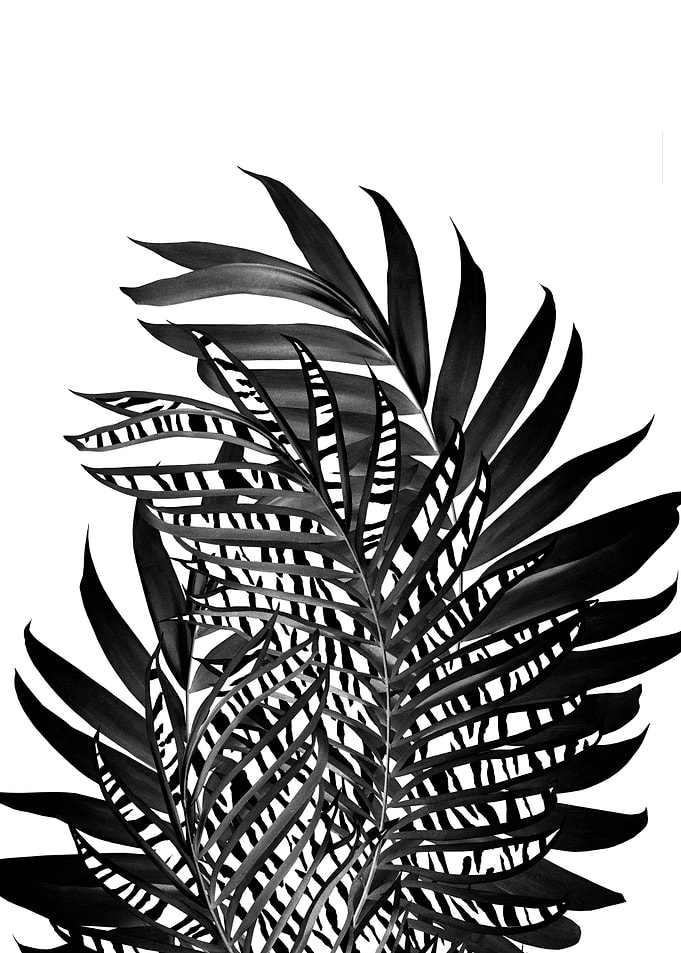 Palm Leaves Tiger Stripe 3