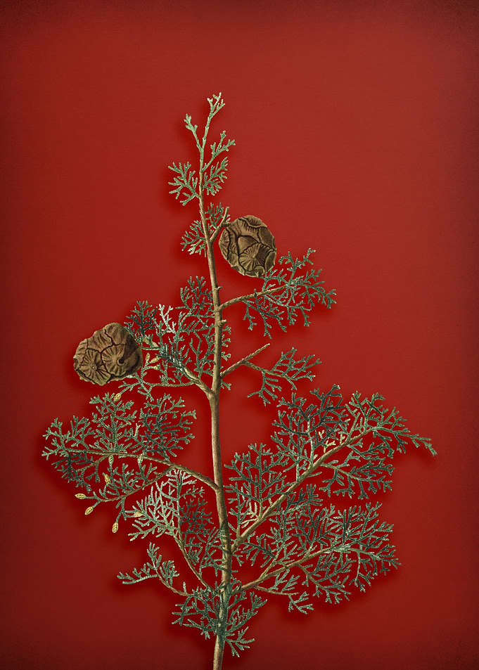 Mediterranean Cypress Red