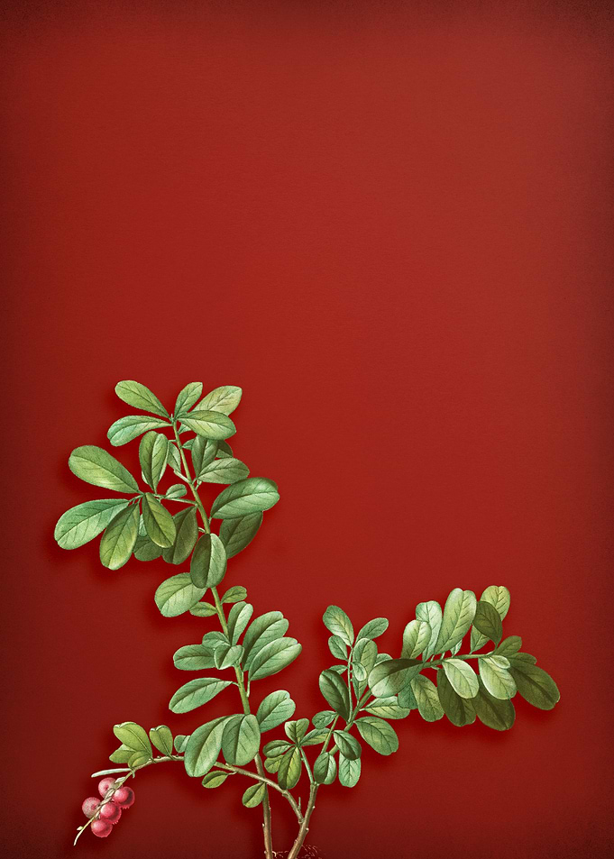 Lingonberry on Red