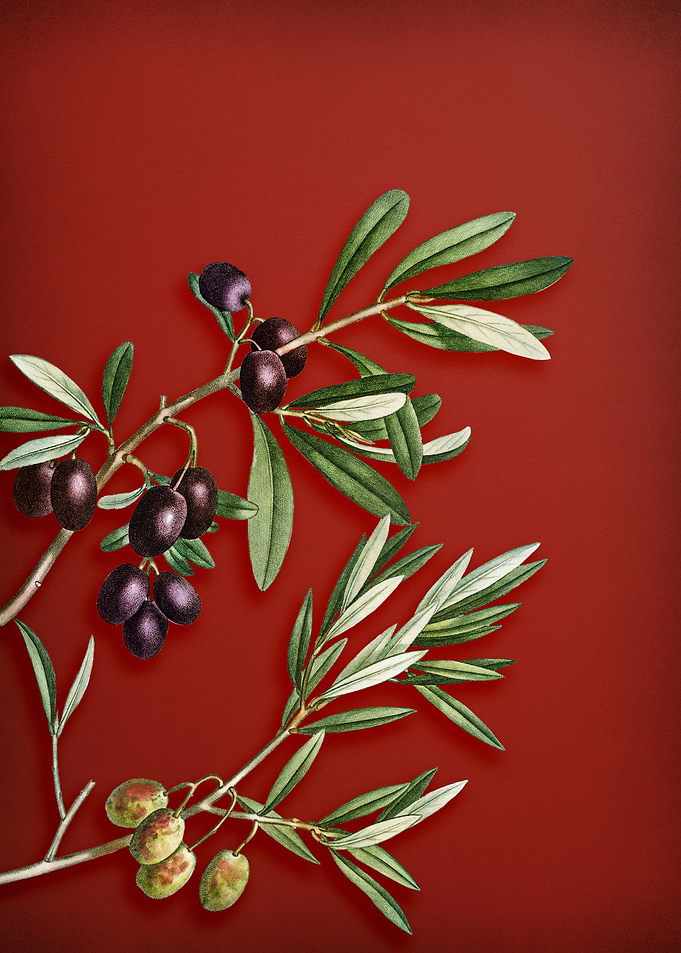 Olive on Red