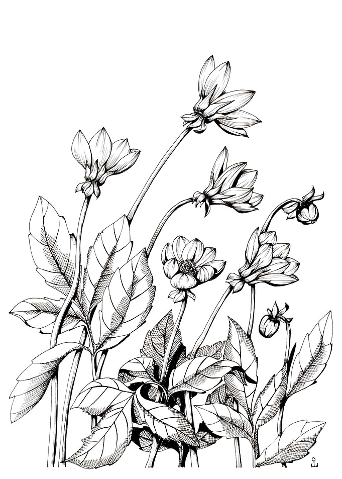 Flowers Graphics