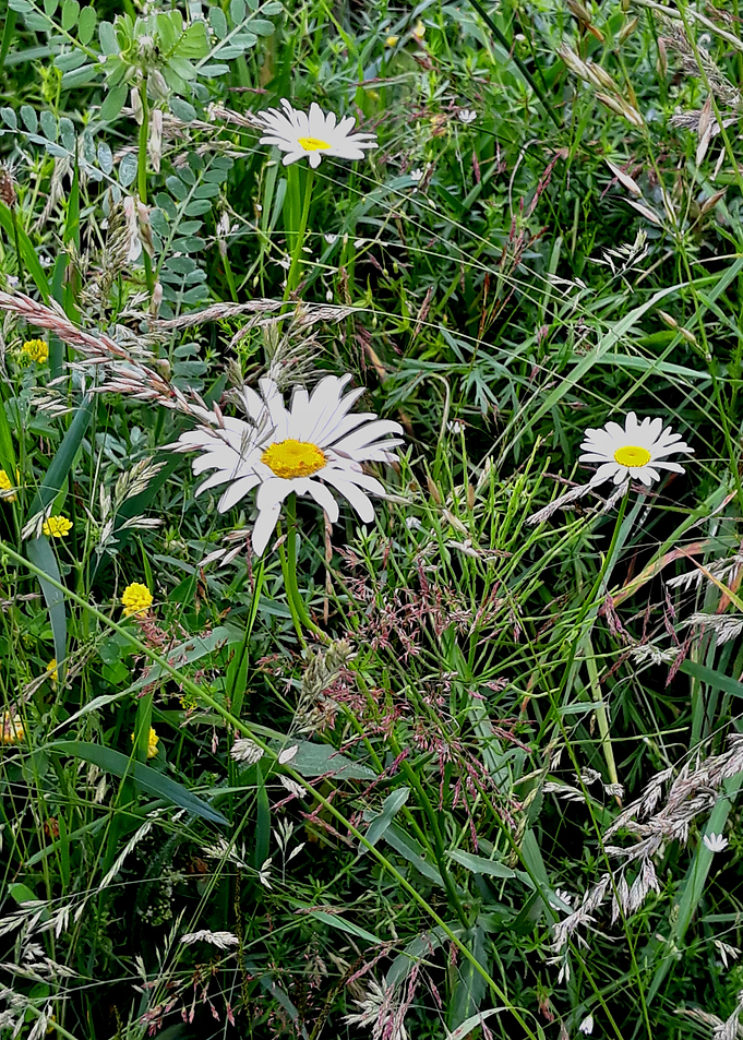 Daisies greenfield