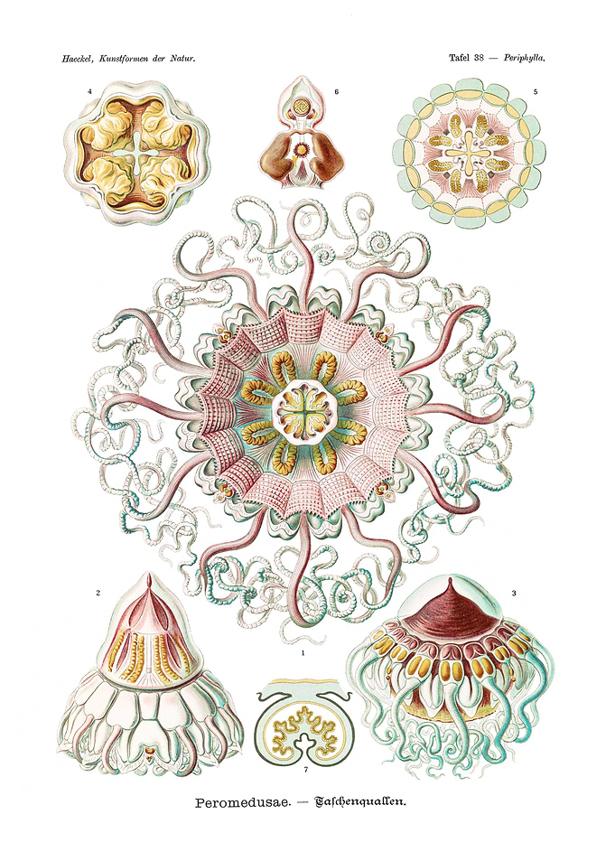 Peromedusae Talchenquallen