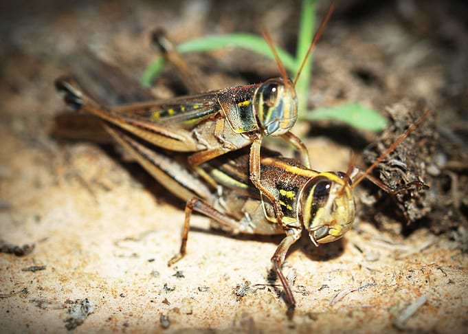 two cricket