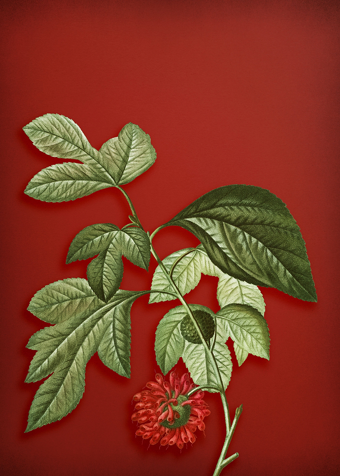 Paper Mulberry on Red