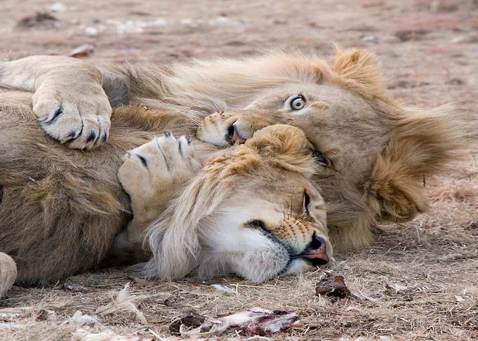 two leo brown