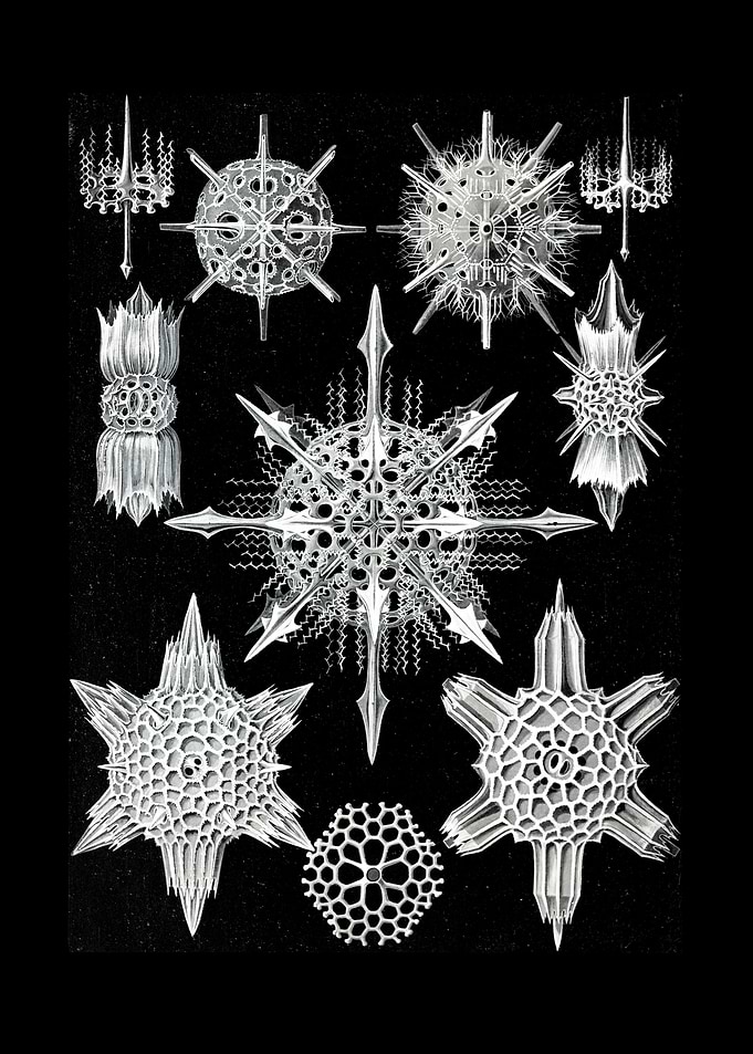 Acanthophracta